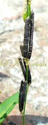  Legume pairs